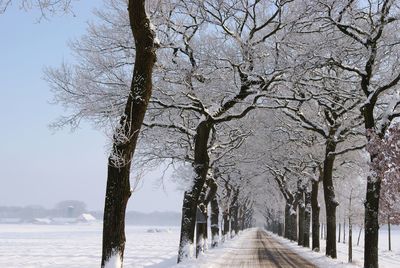 Road amidst bare trees during winter