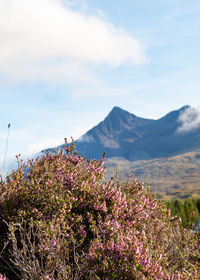 Pink flowering plants and mountains against sky