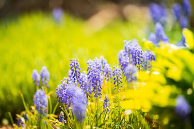 Close-up of purple lavender flowers on field