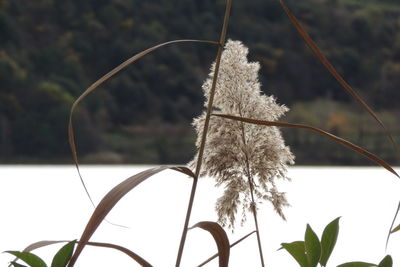 Close-up of grass against sky