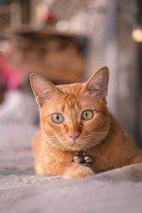 Close-up portrait of cat