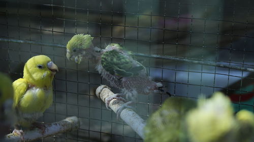 Close-up of parrot perching in cage