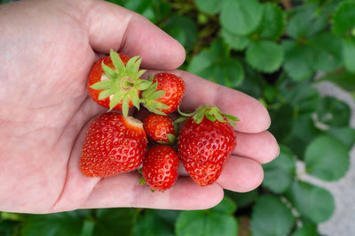 Close-up of hand holding strawberries