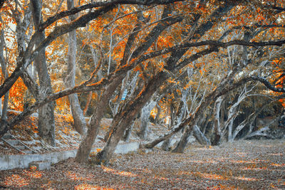 Trees in forest during autumn