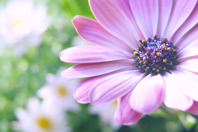 Close-up of pink flower