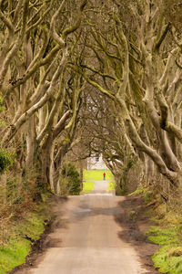 Empty road amidst trees