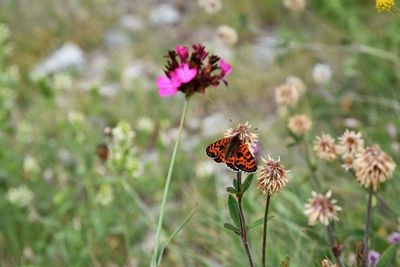 Orange butterfly in a mountain flowered meadow, aosta valley, italy