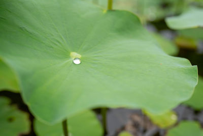 Close-up of raindrops on green leaves