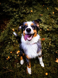 Dog standing on field