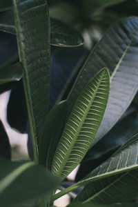 Close-up of green leaves