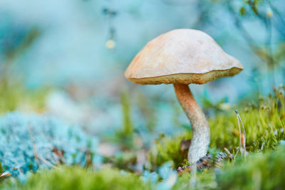 Close-up of mushroom growing on field