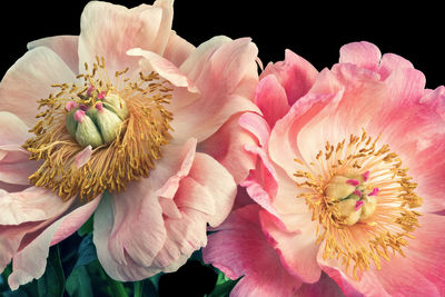 Close-up of pink flower bouquet against black background