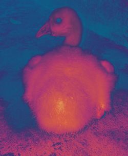 Close-up of duck swimming in sea