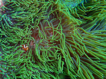 Full frame shot of fish in sea