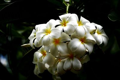 Close-up of white flowers