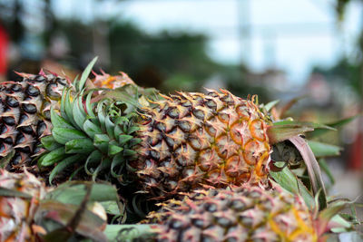 Close-up of fruit growing on plant