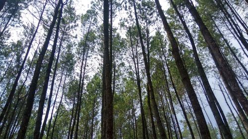 Low angle view of bamboo trees in forest