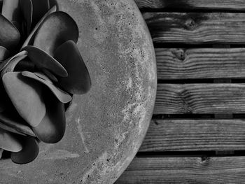 Close-up of leaves against blurred background