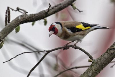 Close-up of european goldfinch perching on tree