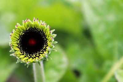 The black bud of a gerbera opening up.