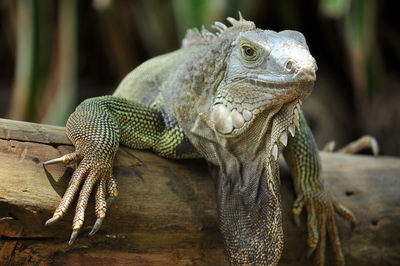 Close-up of lizard on wood