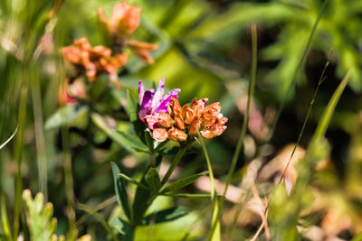 Close-up of pink flowers