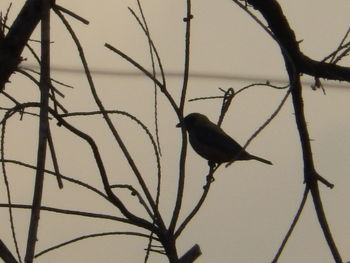Close-up of silhouette bird perching on branch