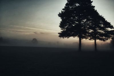 Silhouette tree in fog