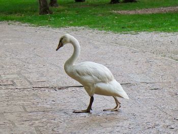 White swan