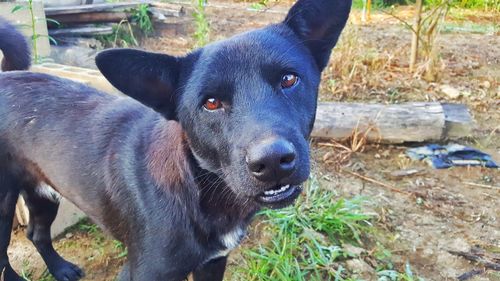 Portrait of dog on field