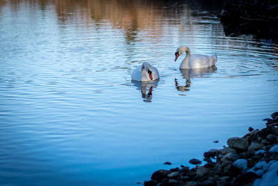 Swans swimming in lake
