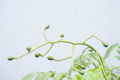 Low angle view of plant against clear sky