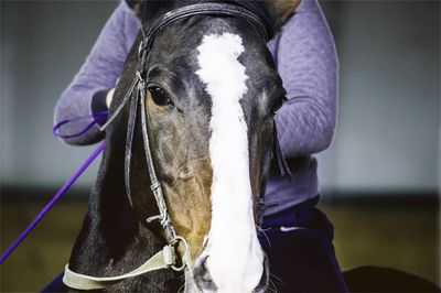 Close-up portrait of dog