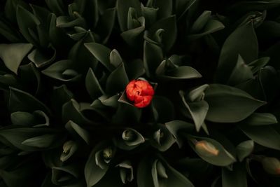 Close-up of red rose plant