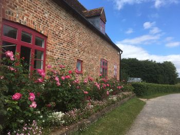 Flowering plants by building against sky