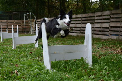 View of a dog running on grassland