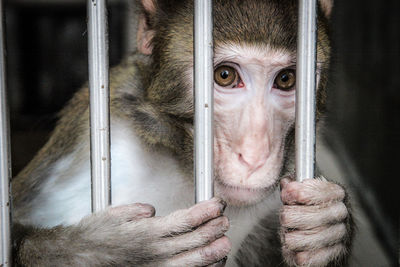 Close-up of portrait of monkey in cage