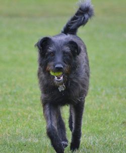 Dog looking away on grassy field