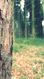 Close-up of tree trunk in forest