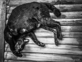 High angle view of dog sleeping on wooden floor