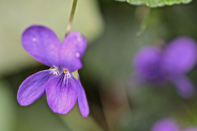 Close-up of purple flowering plant in park