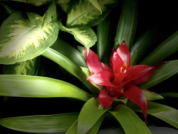 Close-up of red flowering plant