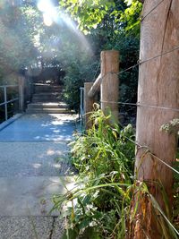 Plants and trees in sunlight