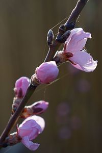 Close-up of pink flower buds