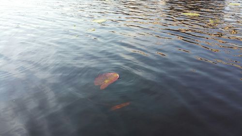 Reflection of trees in water