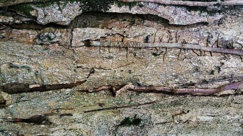 Full frame shot of tree trunk