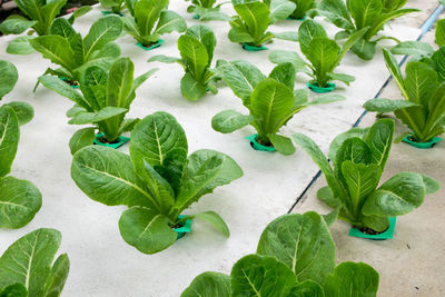 High angle view of leaves in plant