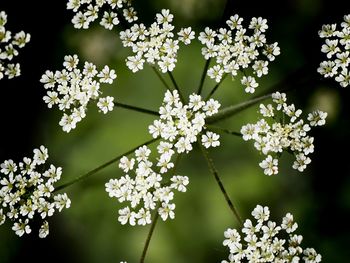 Close up small white flowers 