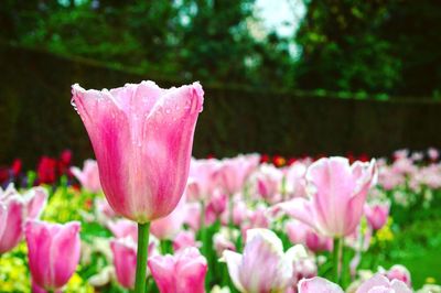 Pink tulips blooming at park