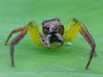 Close-up of spider on leaf